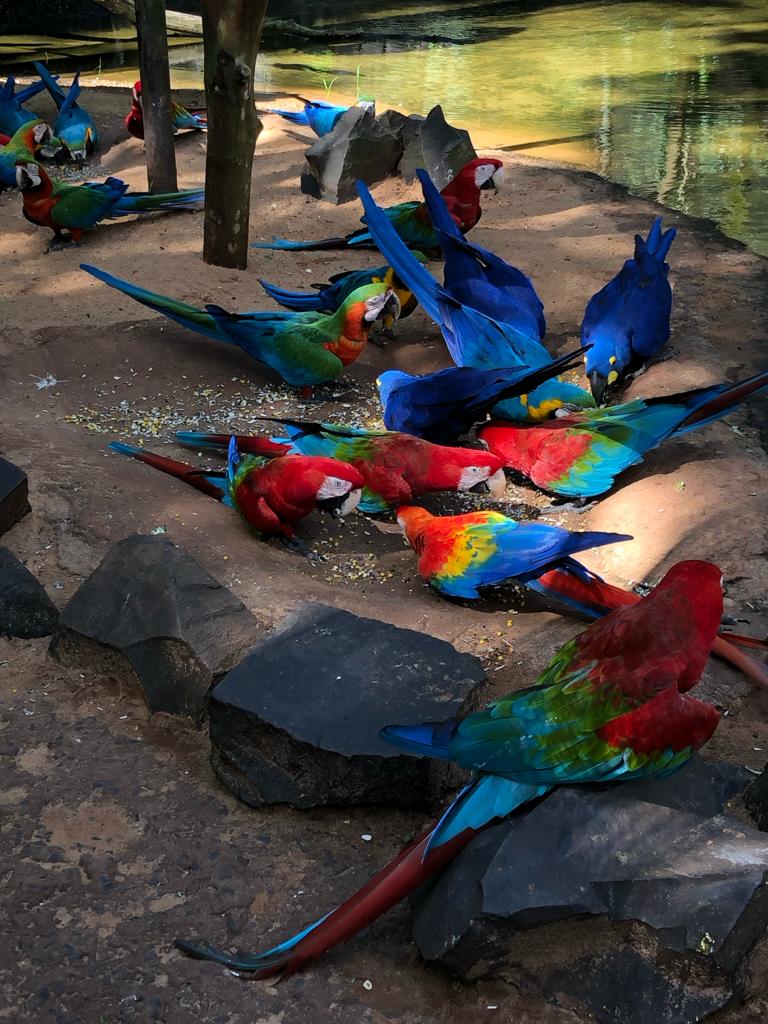 INGRESSOS PARQUE DAS AVES